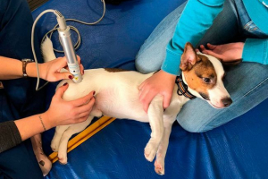 Дисплазія суглобів у собак - як визнати? Дисплазія суглобів у собак - як визнати?